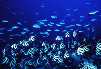 ปลาหายใจใต้น้ำได้อย่างไร