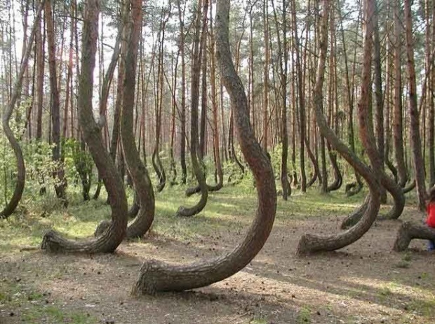 แปลกแต่จริง!! นี่คือ ป่าที่แปลกที่สุดในโลก แปลกแค่ไหนไปดูกัน??