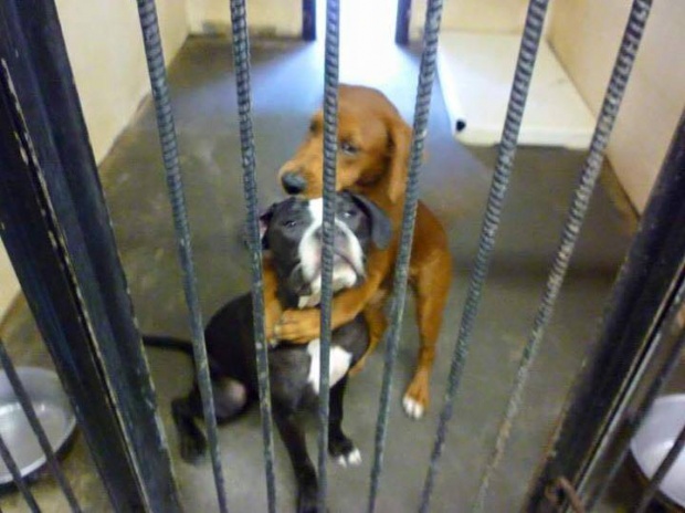 ภาพสะเทือนใจ สุนัขจรจัด 2 ตัวกอดกันก่อนถูกส่งไปโรงฆ่า..สุดท้ายรอดชีวิตทั้งคู่!!