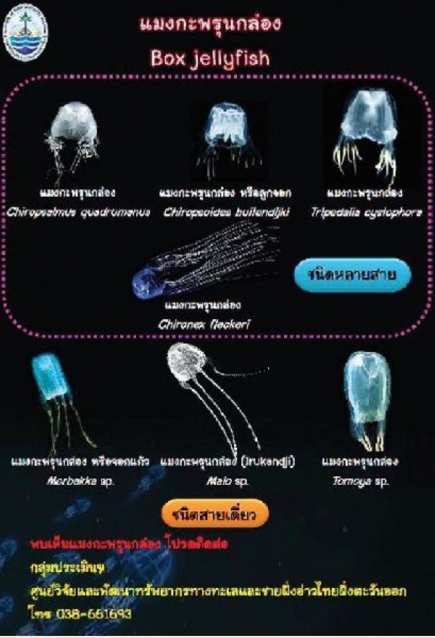 น้ำส้มสายชูกู้ชีพ! แนะนักท่องเที่ยวทะเลอ่าวไทย พกเผื่อฉุกเฉินโดนพิษ′แมงกะพรุนกล่อง