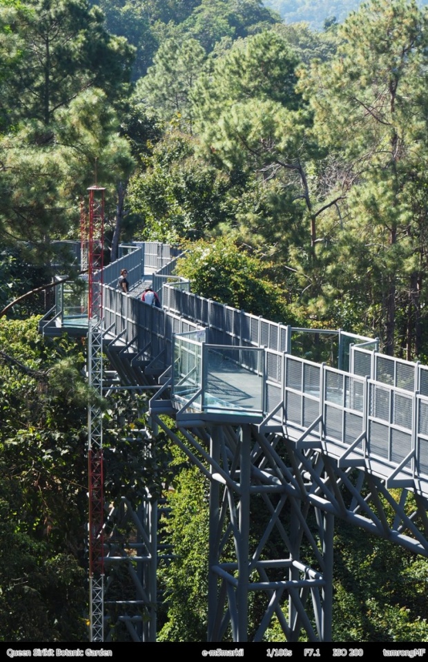 ไปเที่ยวกัน!ทางเดินลอยฟ้า “Canopy walkway” เชียงใหม่นี่เอง