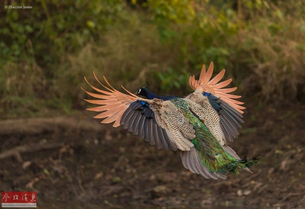 ชมภาพสุดหายาก! เหล่านกยูงโผบินกลางเวหา