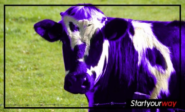 สร้างเส้นทางนายตัวเองแบบวัวสีม่วง (PURPLE COW) คืออะไร?!