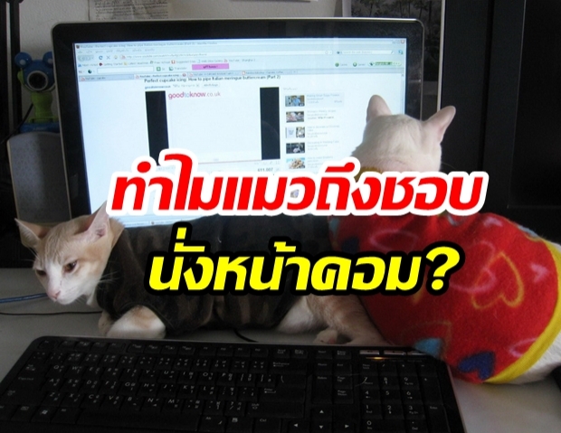 พาไขปริศนา  “ทำไมแมวถึงชอบนั่งหน้าคอม ?” 