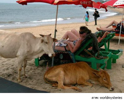 อันดับ 2. ชายหาด Goa ประเทศอินเดีย 