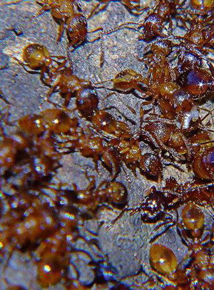 เชื่อ หรือ ไม่ เกี่ยวกับมด ( Fact about ant ) 