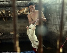 เปิดภาพสลด!!! ชะตากรรมแมวหมา เตรียมถูกฆ่าเซ่นเทศกาลกินหมาที่จีน
