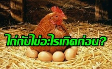 เฉลยแล้ว ไก่กับไข่อะไรเกิดก่อนกัน (คลิป)