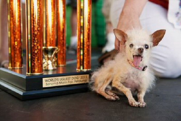 โยดา สุนัขขี้เหร่ที่สุดในโลก ตายแล้วด้วยวัย 15 ปี
