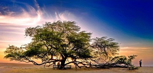 ต้นไม้ ที่เก่าแก่ที่สุดในโลก 