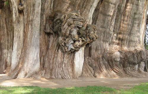 ต้นไม้ ที่เก่าแก่ที่สุดในโลก 