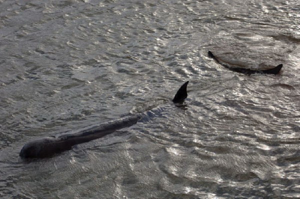 พบ วาฬ ลอยน้ำเสียชีวิตบริเวณปากแม่น้ำเธมส์