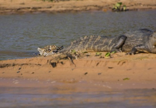 ระทึก ! ภาพวินาทีเสือจากัวร์ขย้ำจระเข้ ก่อนลากไปเป็นอาหาร 