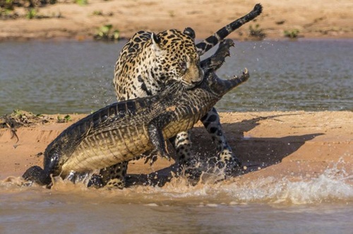 ระทึก ! ภาพวินาทีเสือจากัวร์ขย้ำจระเข้ ก่อนลากไปเป็นอาหาร 