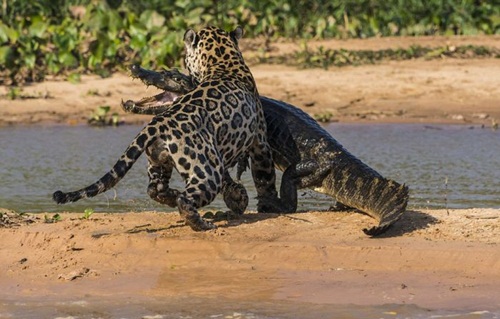 ระทึก ! ภาพวินาทีเสือจากัวร์ขย้ำจระเข้ ก่อนลากไปเป็นอาหาร 