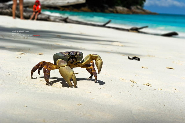 หาดทรายขาวๆ ณ เกาะตาชัย 