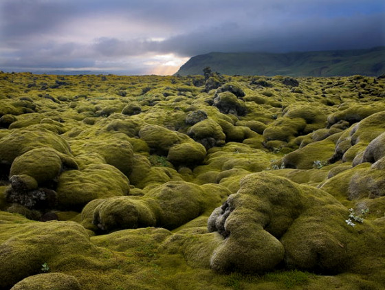 ทุ่งมอสส์หนานุ่มที่Moss covered lava fields