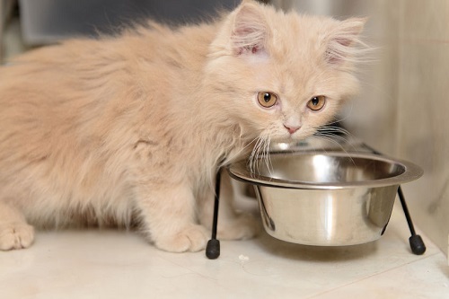 10 อาหารของคนที่เป็นอันตรายต่อแมว