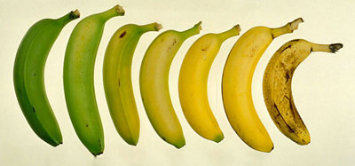 ประโยชน์ดีๆ จากกล้วย 4 วัย