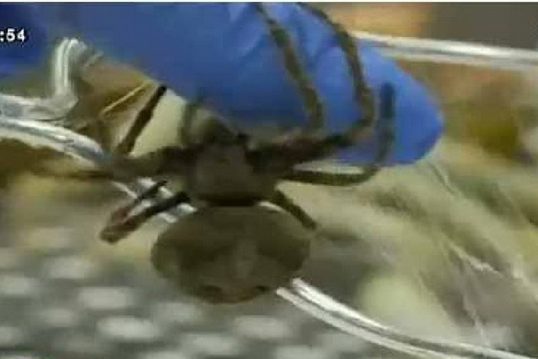 ญี่ปุ่นเจ๋ง! ค้นพบแมงมุมฟีตเจอริ่งหนอนไหม ได้เส้นไยดัดแปลงพันธุกรรม