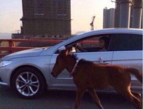ผงะ!! หญิงจีนขับรถยนต์พร้อมจูง ลูกม้า ไปด้วย