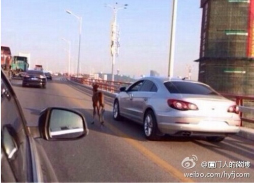 ผงะ!! หญิงจีนขับรถยนต์พร้อมจูง ลูกม้า ไปด้วย