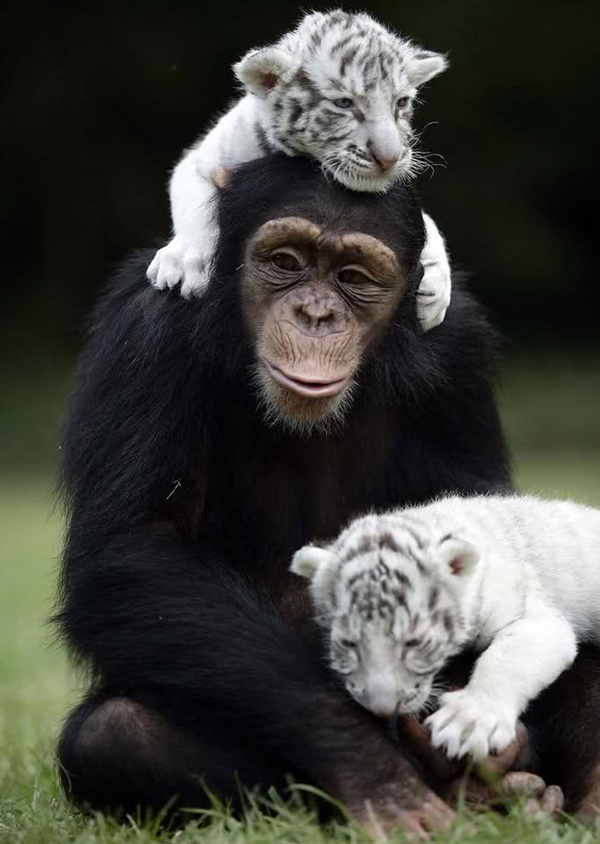 ลิงชิมแปนซี Anjana กับลูกเสือเผือก