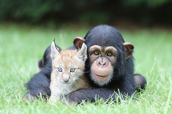 ลูกลิงชิมแปนซีกับลูกแมวป่า