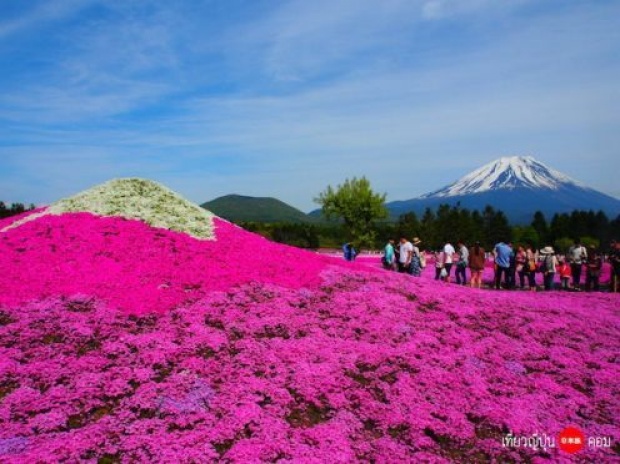 ชมทุ่งดอกพิงค์มอส Fuji Shibazakura @ญี่ปุ่น