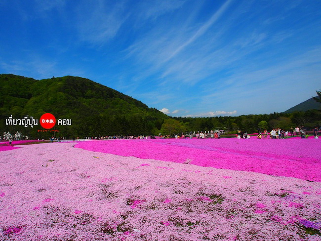 ชมทุ่งดอกพิงค์มอส Fuji Shibazakura @ญี่ปุ่น