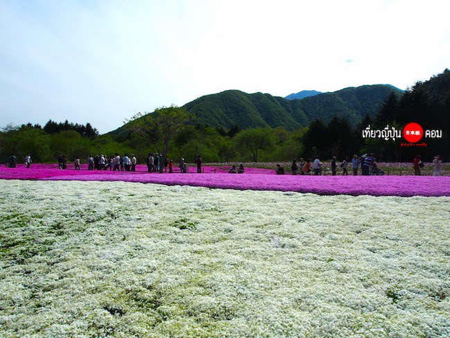 ชมทุ่งดอกพิงค์มอส Fuji Shibazakura @ญี่ปุ่น