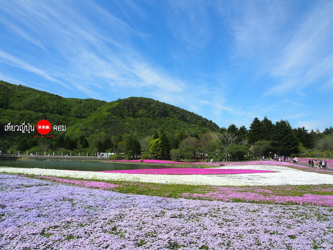 ชมทุ่งดอกพิงค์มอส Fuji Shibazakura @ญี่ปุ่น