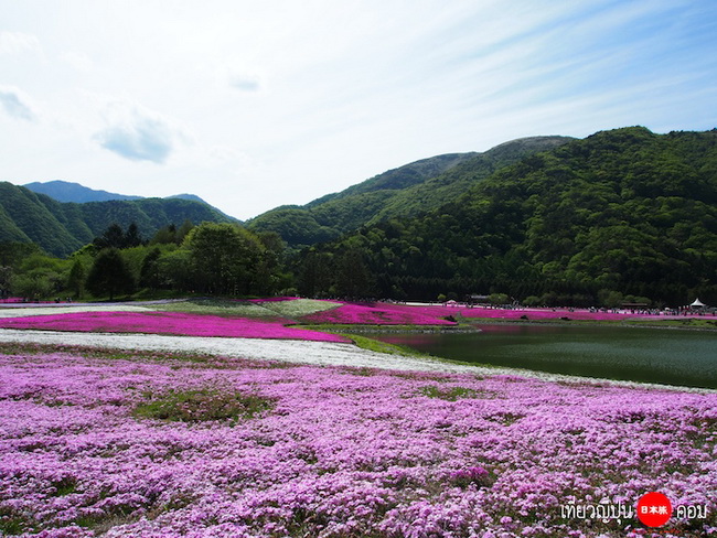 ชมทุ่งดอกพิงค์มอส Fuji Shibazakura @ญี่ปุ่น