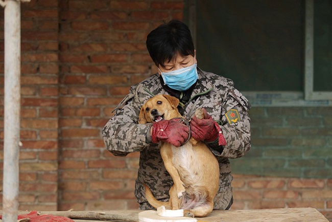 ซึ้งใจ! หญิงจีนตื่นตีสี่ทุกวัน เพื่อให้อาหารสุนัขจรกว่า 1,300 ตัว!