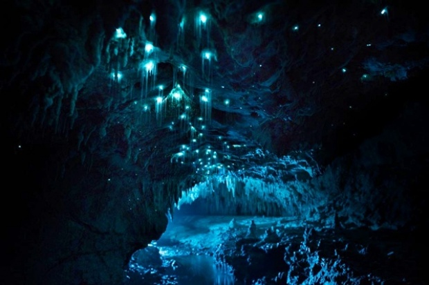 Waitomo Glowworm Caves ถ้ำหนอนเรืองแสง สุดมหัศจรรย์ กว่า 30 ล้านปี 