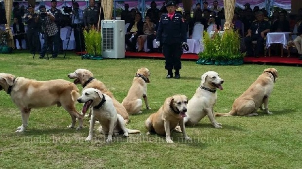 ทีมสุนัขตำรวจK-9เฮ!! ได้รถติดแอร์ระหว่างปฏิบัติหน้าที่ 