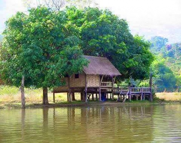 ภาพวิถีบ้านๆ ในน้ำมีปลาในนามีข้าว กลิ่นโคลนสาบควายท้องทุ่งสีเขียว!!