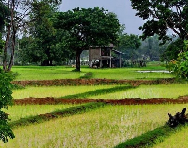 ภาพวิถีบ้านๆ ในน้ำมีปลาในนามีข้าว กลิ่นโคลนสาบควายท้องทุ่งสีเขียว!!