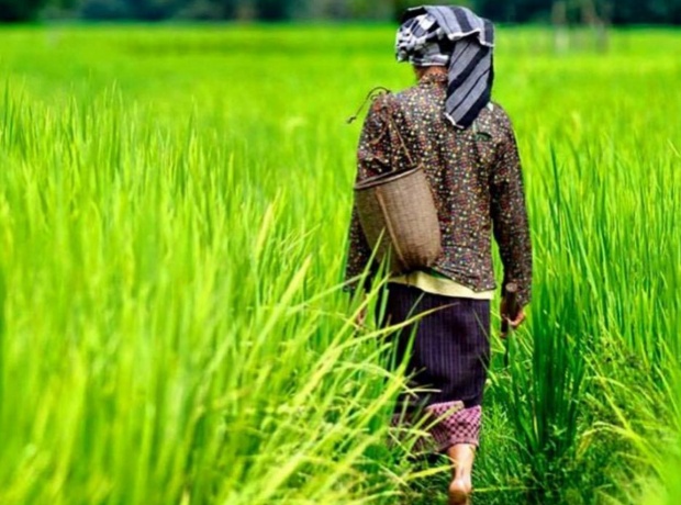 ภาพวิถีบ้านๆ ในน้ำมีปลาในนามีข้าว กลิ่นโคลนสาบควายท้องทุ่งสีเขียว!!