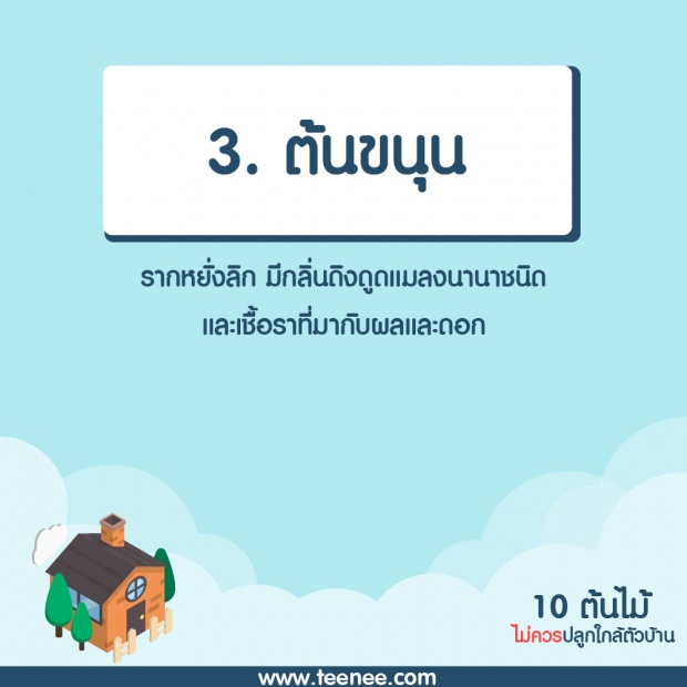 10 ต้นไม้ที่ไม่ควรปลูกใกล้ตัวบ้าน