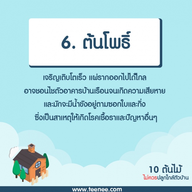 10 ต้นไม้ที่ไม่ควรปลูกใกล้ตัวบ้าน