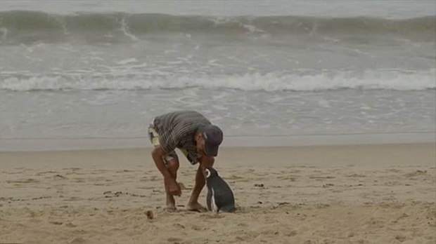 เพนกวินกตัญญู!! ว่ายน้ำไกลเกือบหมื่นกิโลเมตร เพื่อพบชายแก่ที่เคยช่วยชีวิตมันไว้(มีคลิป)