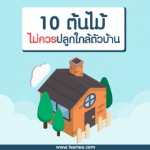 10 ต้นไม้ที่ไม่ควรปลูกใกล้ตัวบ้าน