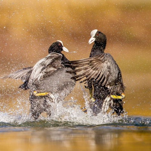 สุดยอดภาพสัตว์ Photography จากการประกวด ภาพภ่ายสัตว์ป่า ปี2012 