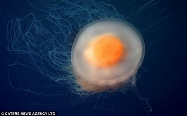 แมงกะพรุน ไข่ดาว ( fried egg jellyfish ) 