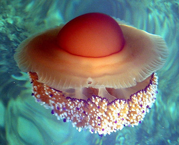 แมงกะพรุน ไข่ดาว ( fried egg jellyfish ) 