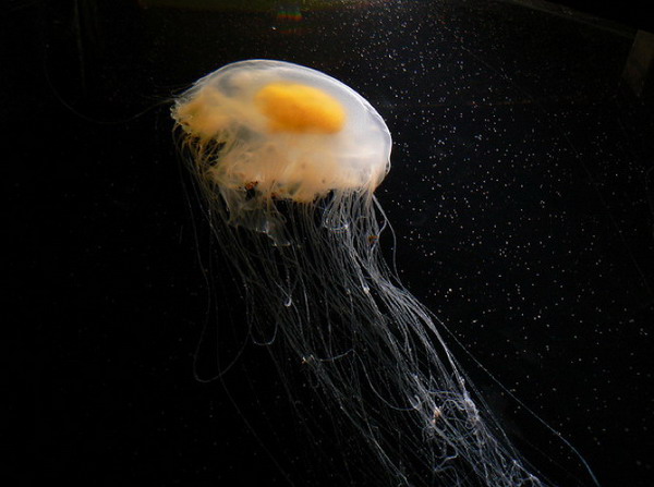 แมงกะพรุน ไข่ดาว ( fried egg jellyfish ) 