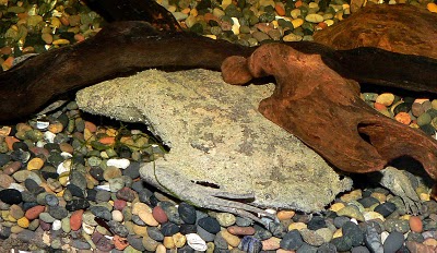 คางคก ที่ เลี้ยงลูกไว้ที่ผิวหนัง ( Surinam toad )