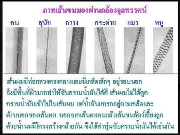 เส้นผมของคนไทยทั้งชาติ สามารถช่วยเกาะเสม็ดได้! 