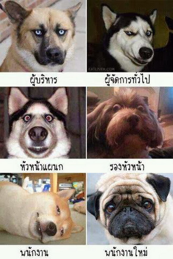 รวมภาพสัตว์โลกน่ารักฮาๆ